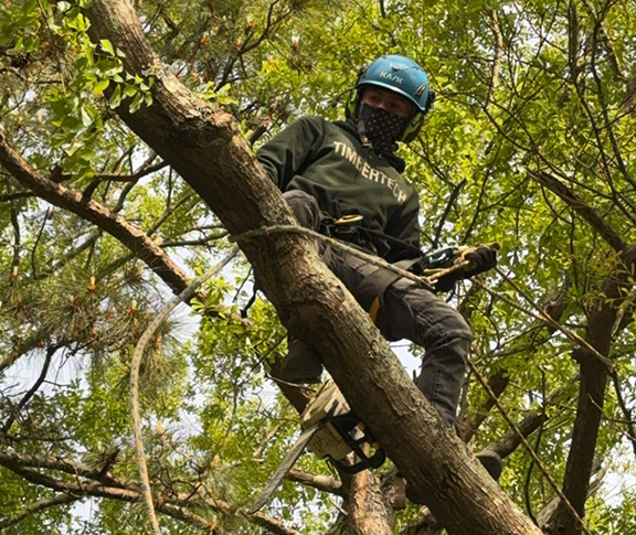 TimberTech arborist in a helmet and climbing harness working high in a tree with a chainsaw